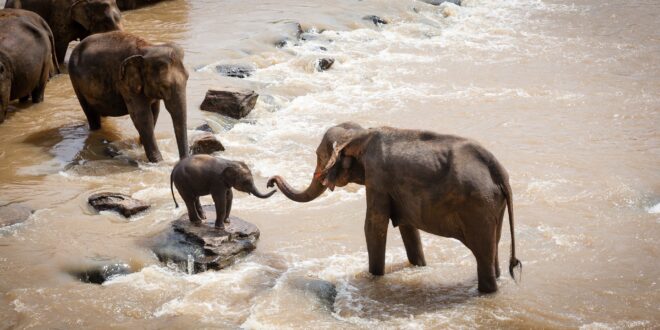 Indische Elefanten