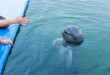 Irrawaddy Delfin