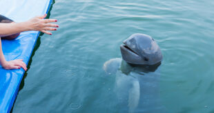 Irrawaddy Delfin